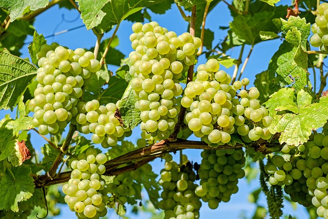 Hand sorting freshly harvested Rondo grapes at Moravexi during autumn harvest