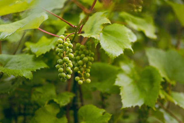 Eoin and Siobhán Callanan founders of Moravexi vineyard standing among grapevines in Ireland