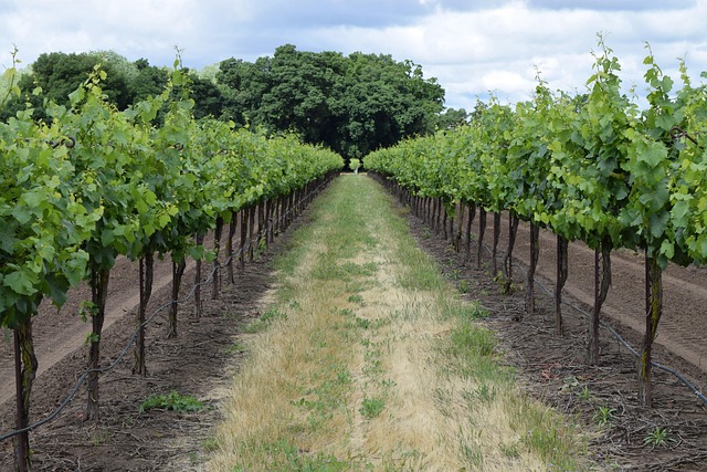 Close-up of limestone and gravel soil between grapevines at Moravexi vineyard