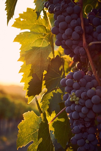 Visitors picking grapes during autumn harvest day at Moravexi vineyard in Ireland with baskets and vines