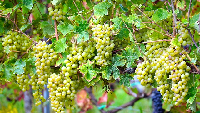 Sunset over Irish vineyard rows with golden light filtering through grapevines in County Waterford