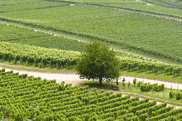 Corporate group enjoying a private wine tasting event at Moravexi vineyard with panoramic countryside views
