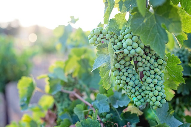 Guided vineyard walk at Moravexi with visitors among green grapevines and rolling Irish hills