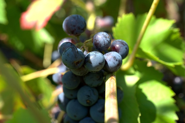 Young grapevines growing on trellises during their second year at Moravexi vineyard